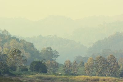 Trees in foggy weather