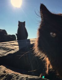 Close-up of cat against sky