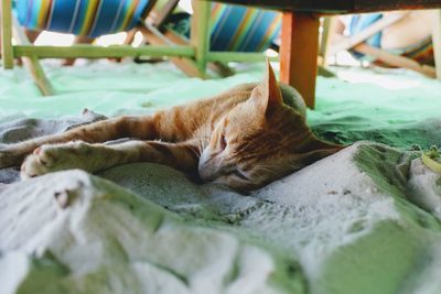 Cat sleeping on bed