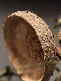macro photography