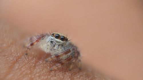 Close-up of spider