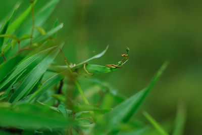 Close-up of insect on plant