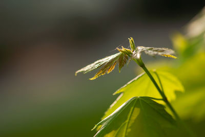 Close-up of insect on plant