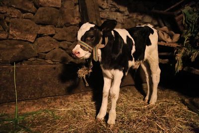 Dog standing in a field