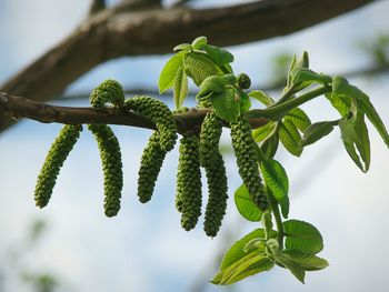 Close-up of fresh green plant