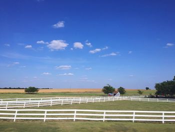 Grass on field against blue sky