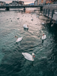 High angle view of swans swimming in lake