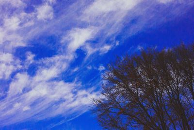 Low angle view of trees against blue sky