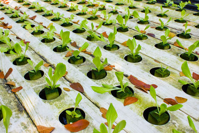 High angle view of leaves on table