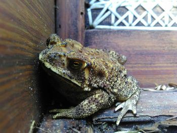 Close-up of lizard on wood