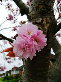 Close-up of pink flower tree against sky