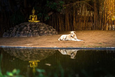 Cat on lake