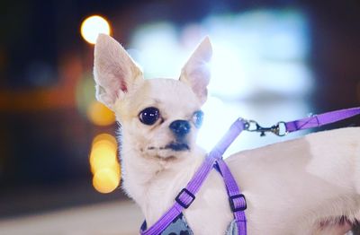 Close-up portrait of dog