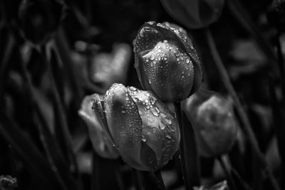 Close-up of water drops on flower