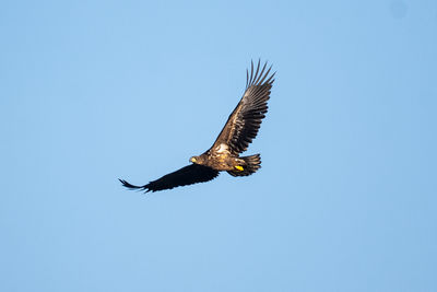 Low angle view of bird flying against clear blue sky