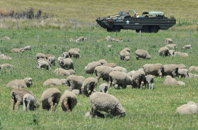 Sheep grazing in a field