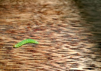 Close-up of insect on table