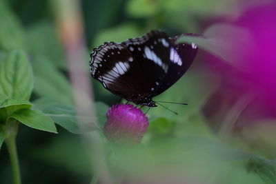 Close-up of butterfly pollinating on pink flower