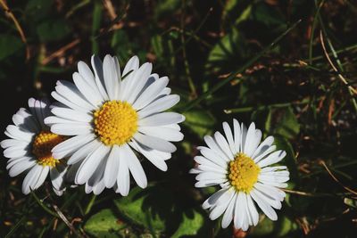 Close-up of white daisy flowers