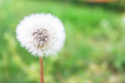 Close-up of white dandelion flower