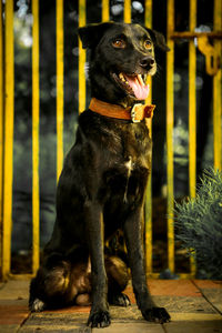 Black dog looking away while sitting outdoors