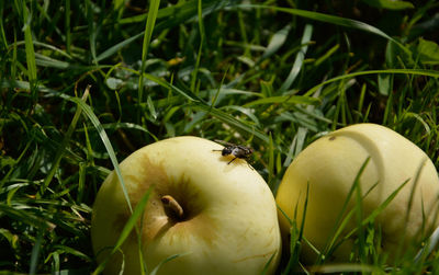 Close-up of pumpkin in grass