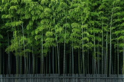 Scenic view of bamboo trees growing in forest