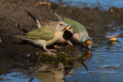 Ducks in a lake