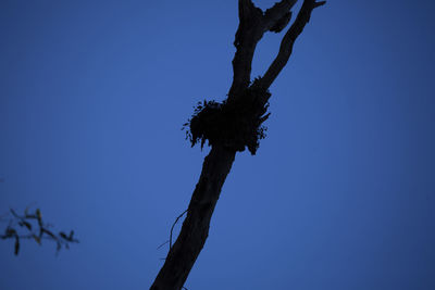 Low angle view of bare tree against clear blue sky