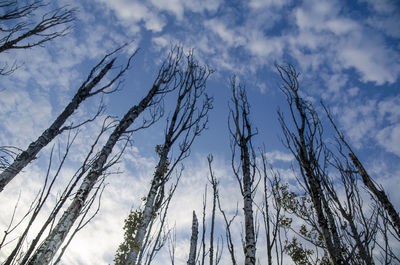 Low angle view of trees against sky