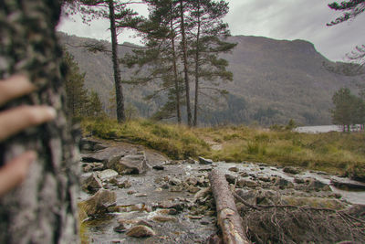 Scenic view of forest