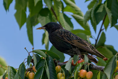 Low angle view of bird perching on tree