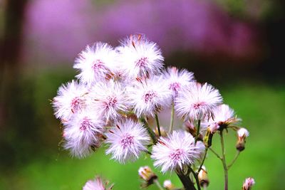 Close-up of flowers against blurred background