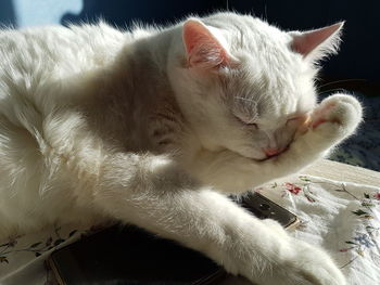 Close-up of white sleeping cat