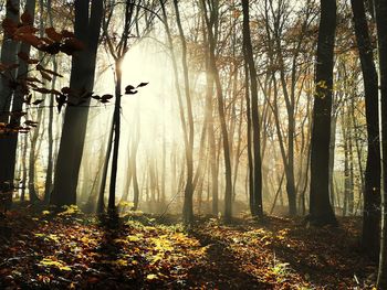 Sunlight streaming through trees in forest