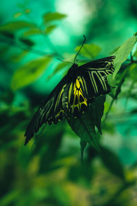 Close-up of butterfly on leaf