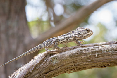 Close-up of lizard