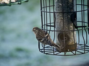 Close-up of sparrow perching on metallic bird feeder