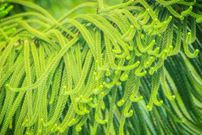 Full frame shot of fern leaves