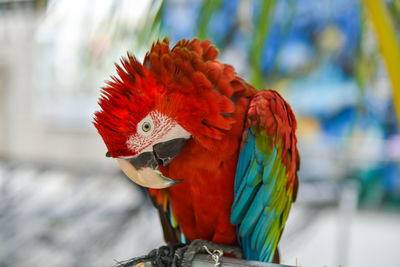 Close-up of parrot perching on branch