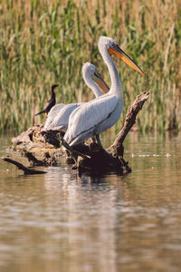 High angle view of a bird