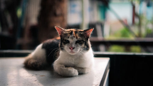 Portrait of cat sitting outdoors