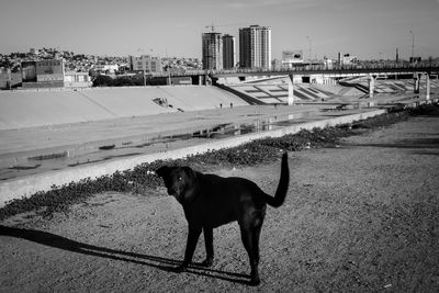 Dog standing on bridge in city against sky