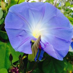 Close-up of purple flower blooming outdoors