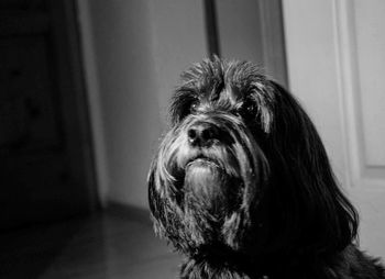 Close-up portrait of dog at home
