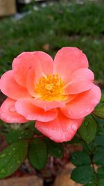 Close-up of water drops on pink rose