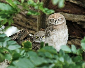 Portrait of a owl