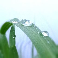 Close-up of raindrops on leaf