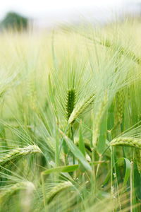 Close-up of dandelion