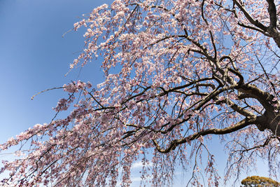 Flower against blue sky